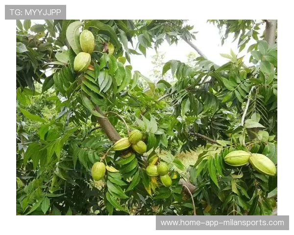 中国对美国、墨西哥碧根果发起反倾销调查，美国碧根果多少钱一斤